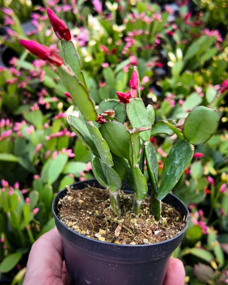 Water When The Top Soil Dries