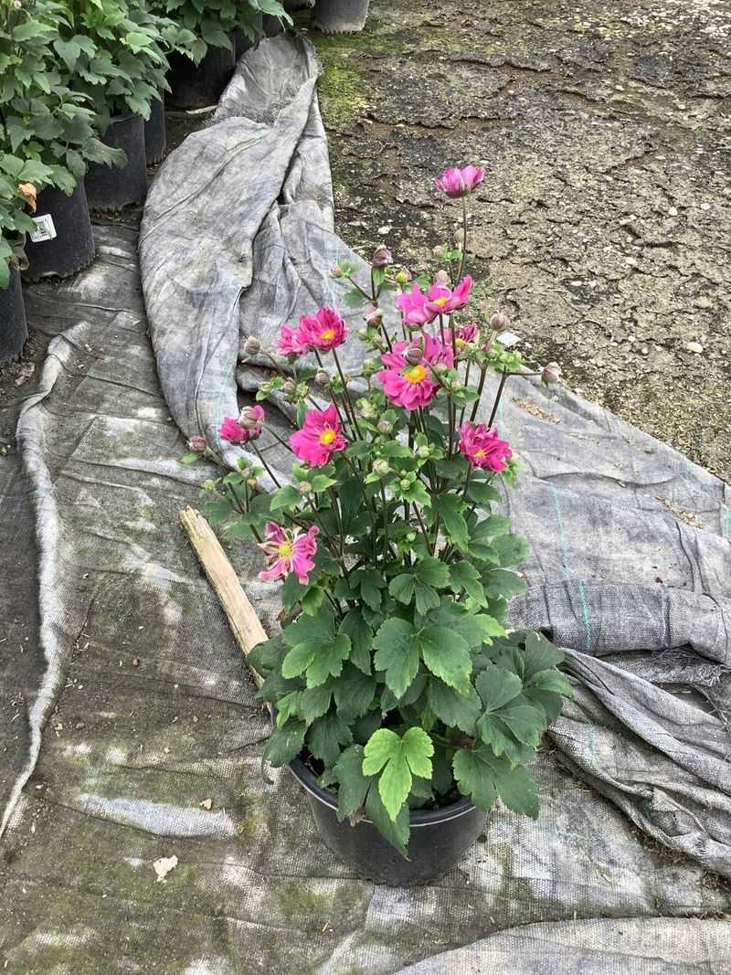 Mulch Around The Roots