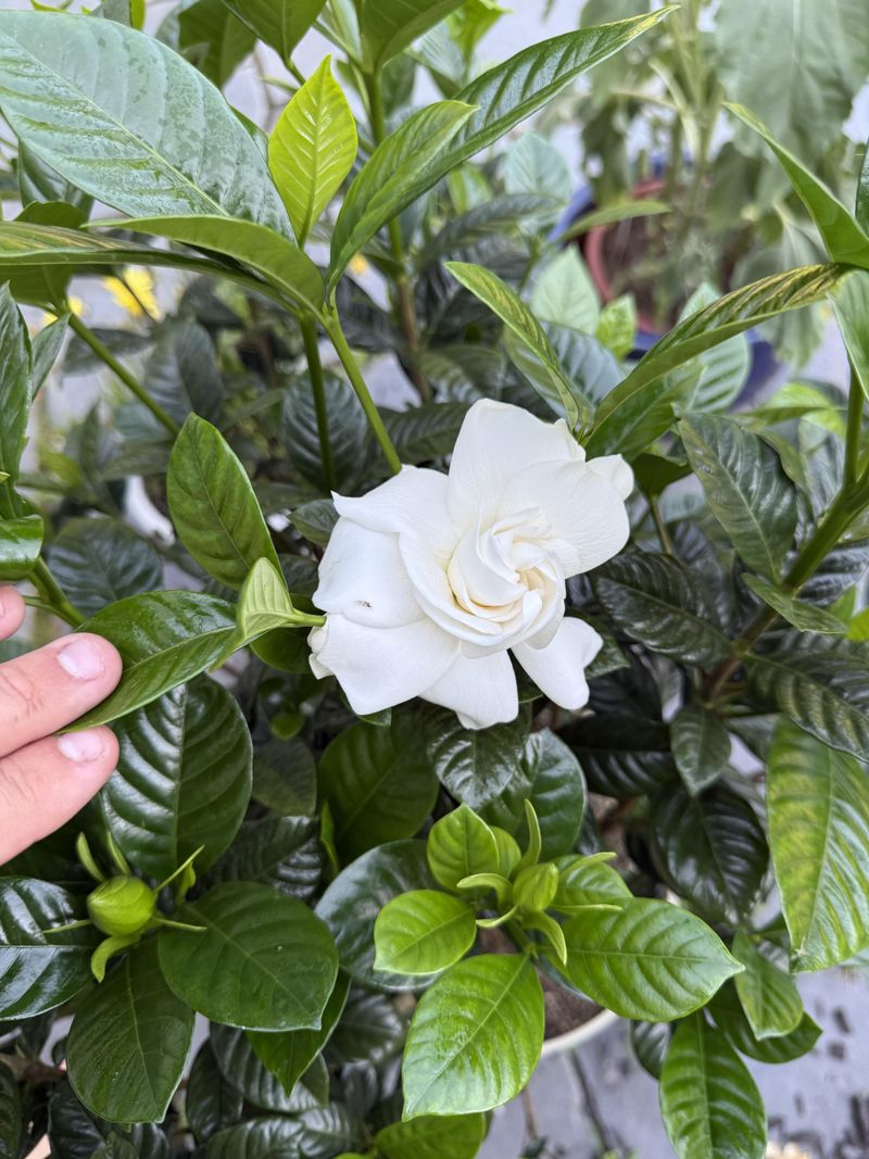 Water Deeply Without Soggy Roots