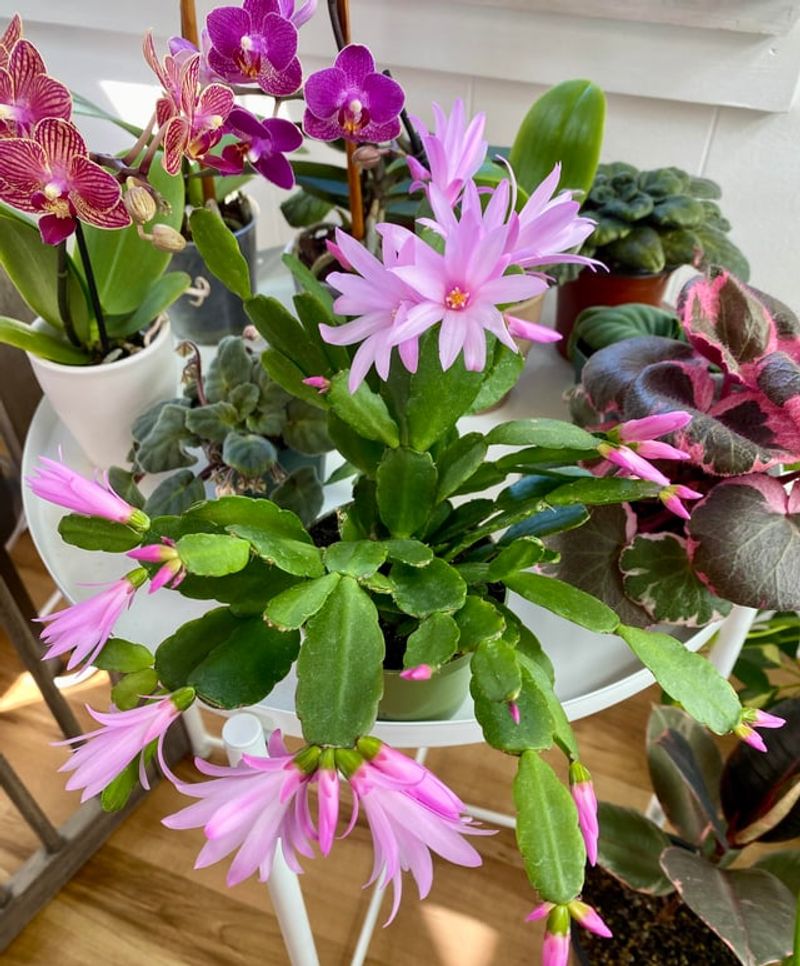 Boost Humidity To Help Your Cactus Handle Dry Heat