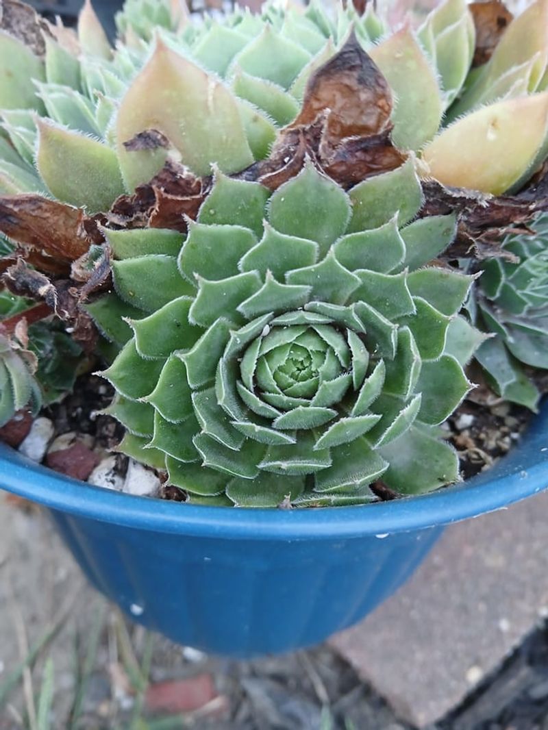 Check New Plants For Pests Before They Join The Group