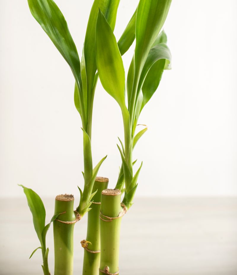 Fertilize Lucky Bamboo Without Overdoing It