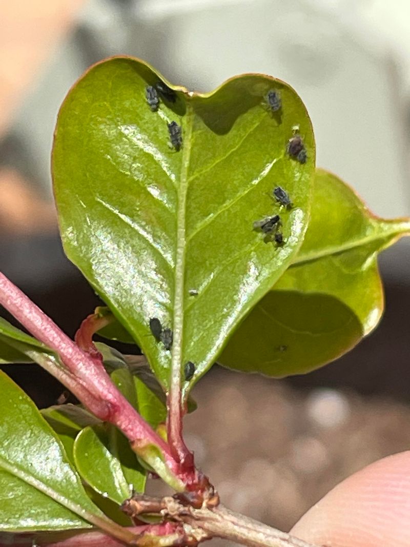 Watch For Aphids And Other Early Season Pests On New Growth