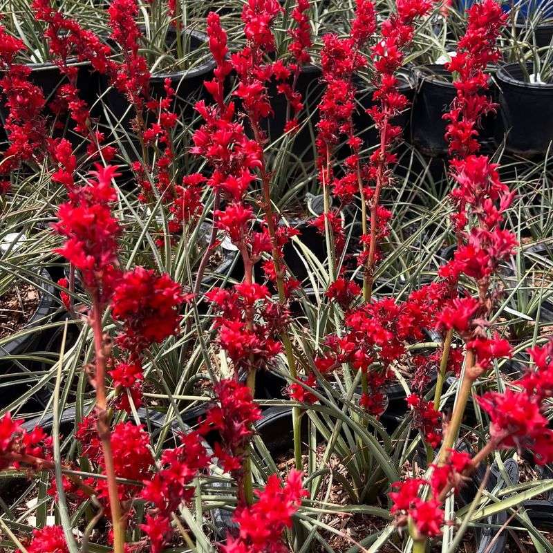 Give Young Plants A Little Extra Attention In Spring