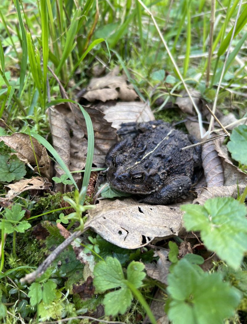 Wait For Night Shift Garden Helper To Move In