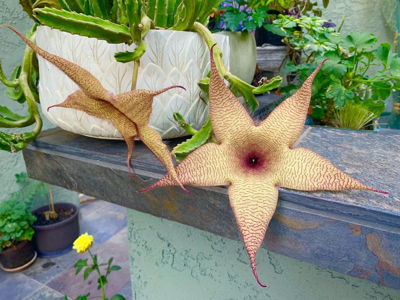 Reduce Water During The Hottest Part Of Summer