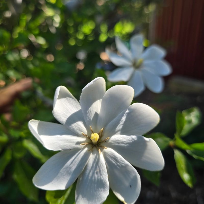 Increase Humidity Around The Plant