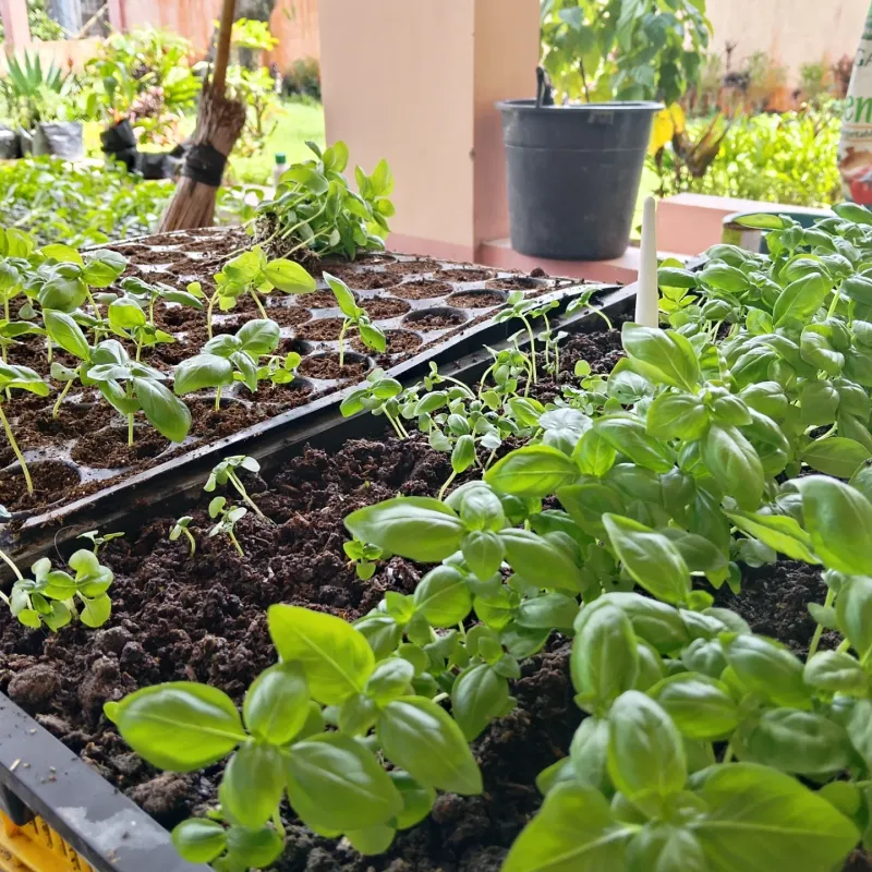 Thin Seedlings To Give Each Plant Room To Thrive
