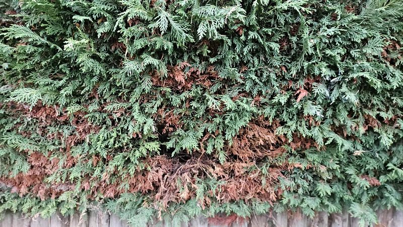 Avoid Cutting Too Deep Into Old Growth