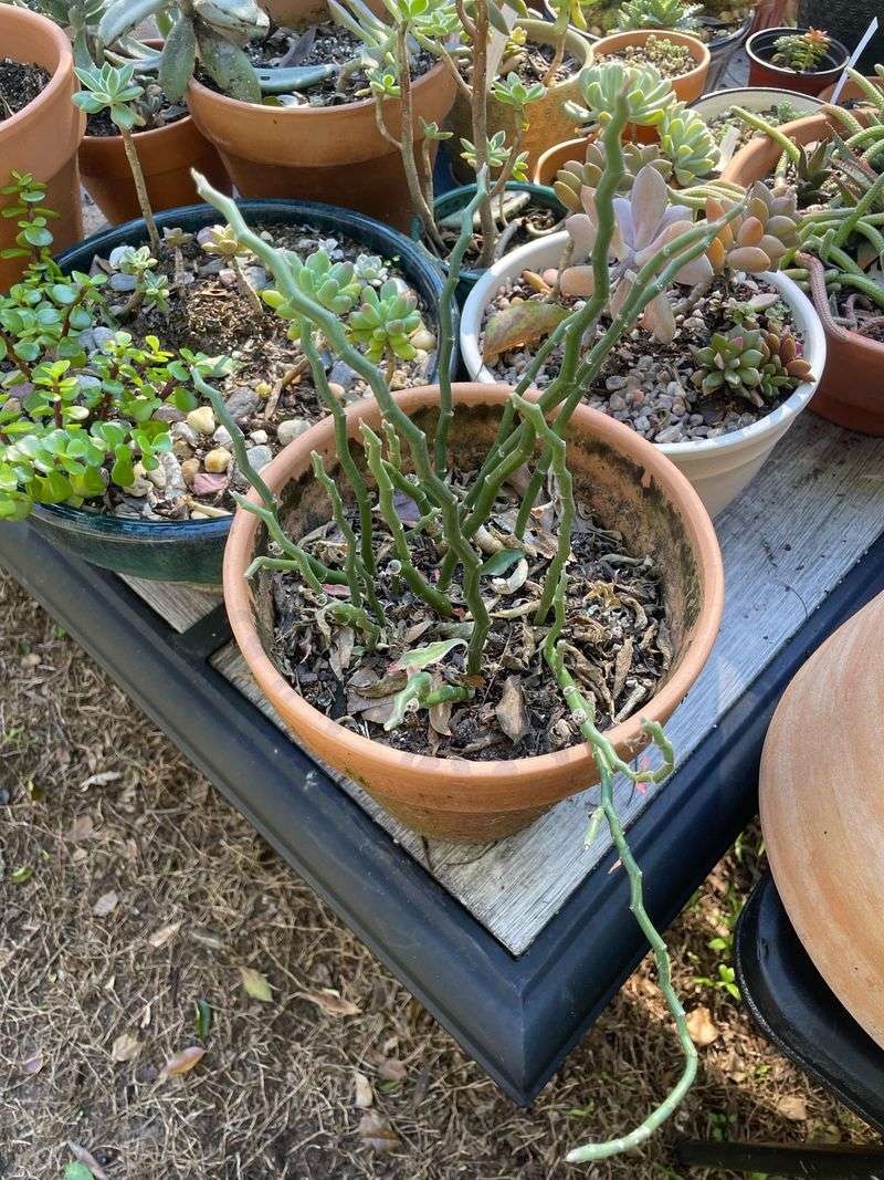 Remove Fully Collapsed Leaves Carefully