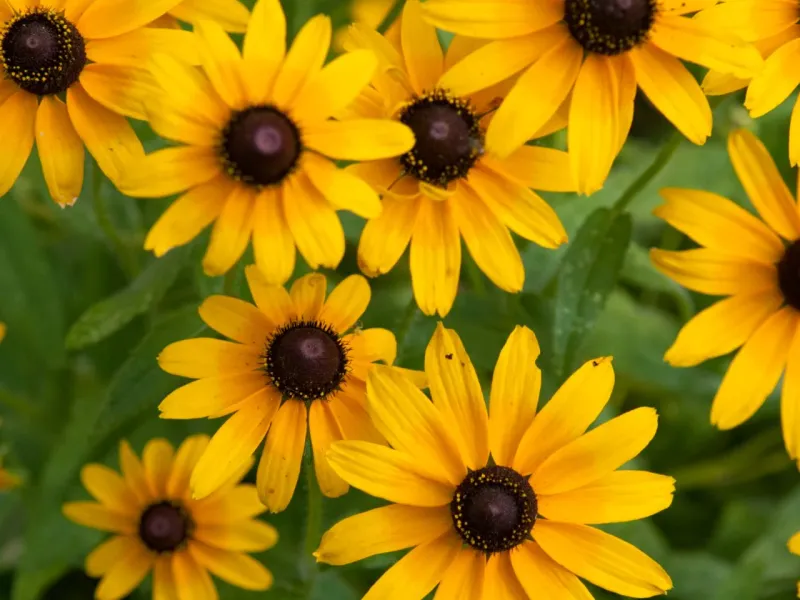 Add Splashy Color With Summer-Blooming Black-Eyed Susans