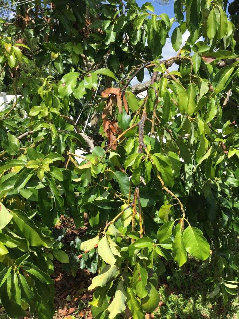 Trim Branches Showing Trouble Anytime