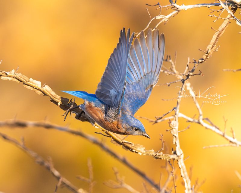 Skip Pesticides And Let Their Natural Food Thrive