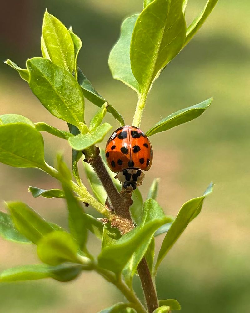 Helping Knock Back Sticky Scale Problems
