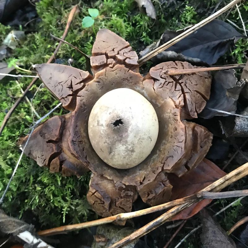 Edibility Is Limited And Often Not Recommended