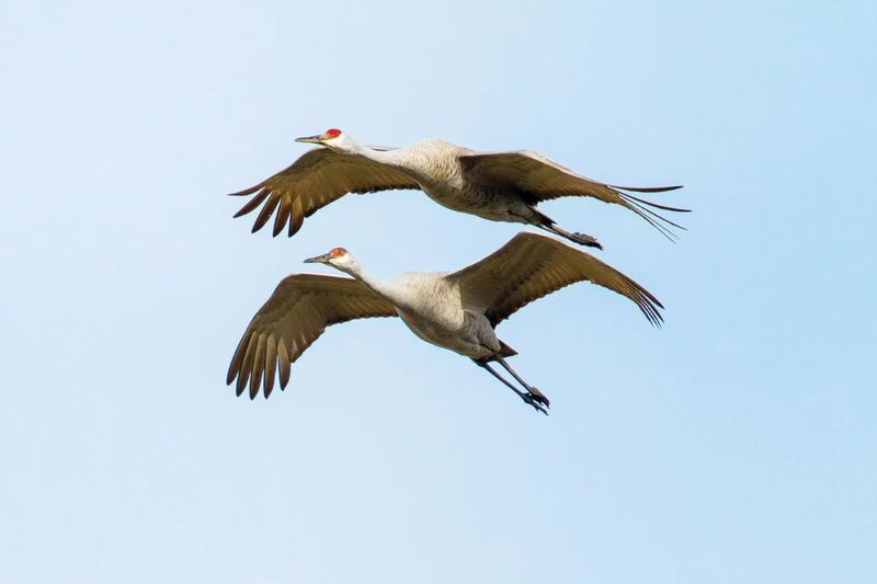 Sandhill Crane