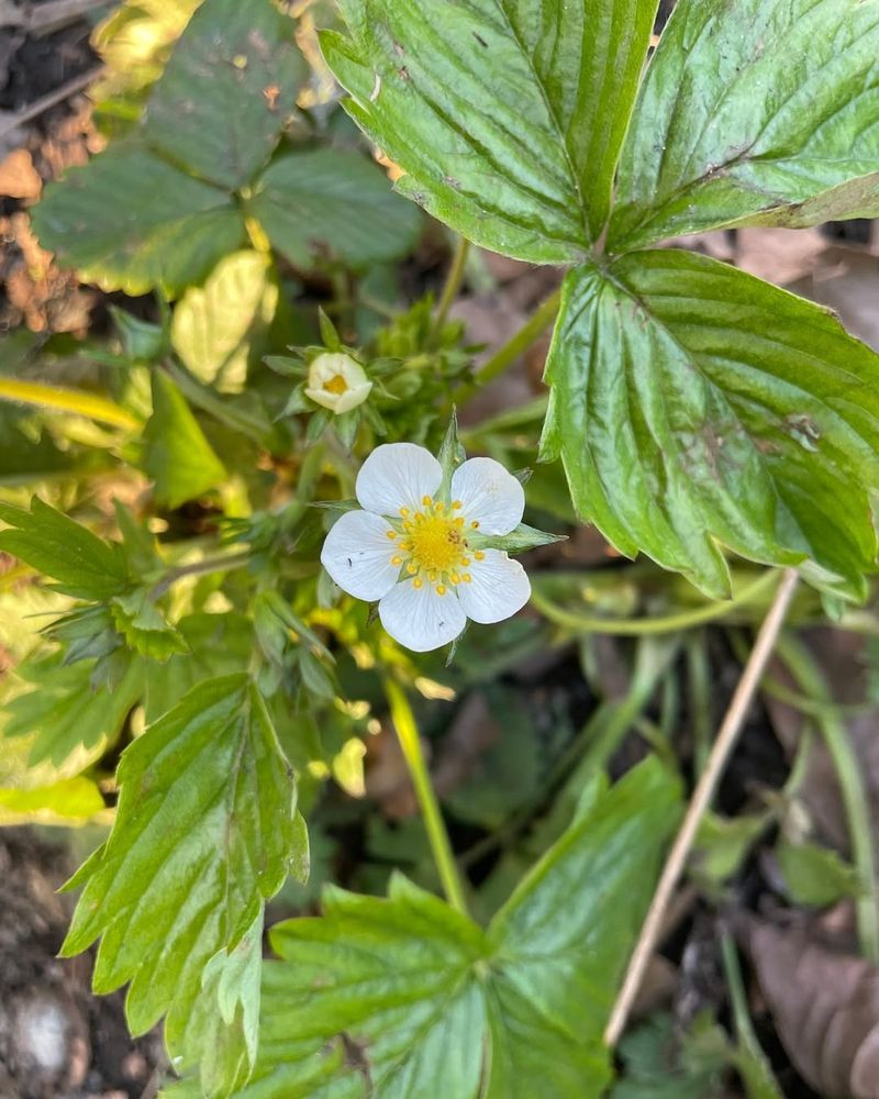 Coastal Strawberry (Fragaria chiloensis)