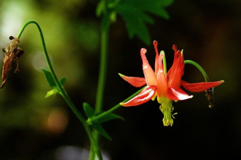 Western Red Columbine