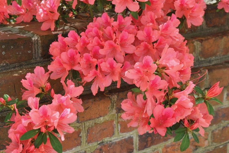 Spring-Blooming Azaleas