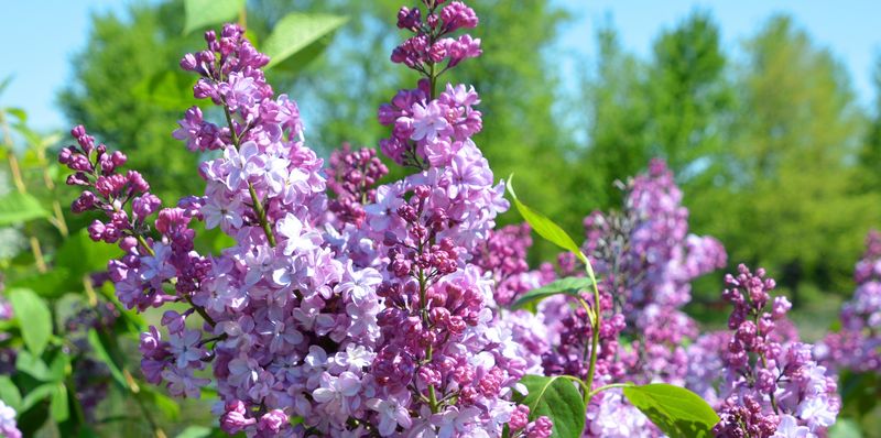 Lilacs Set Buds Early And Lose Blooms If Pruned Now