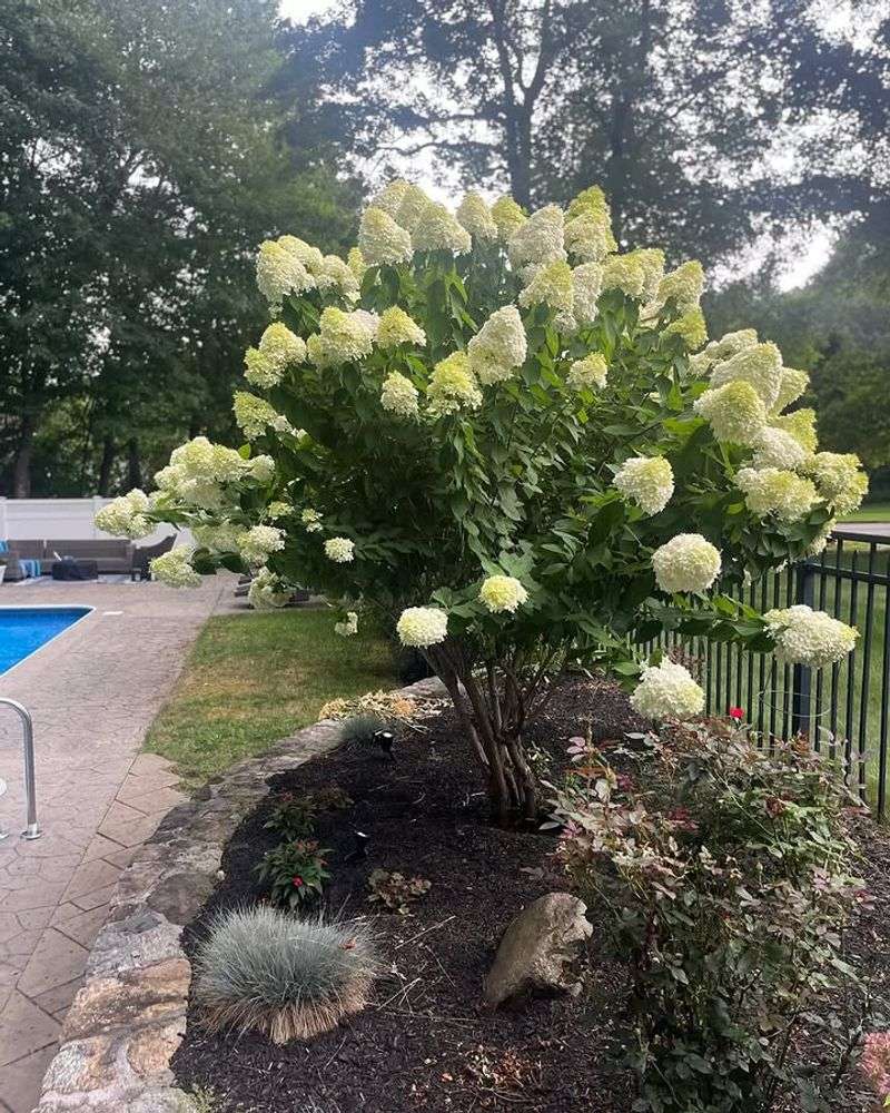 Panicle Hydrangea Blooms Better After Early Season Pruning