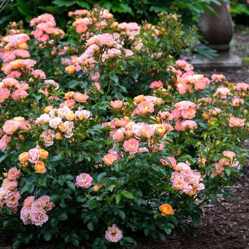 Drift Roses And Their Effortless Charm