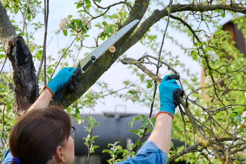 Hold Off On Pruning Fruit Trees During Active Shoot Growth