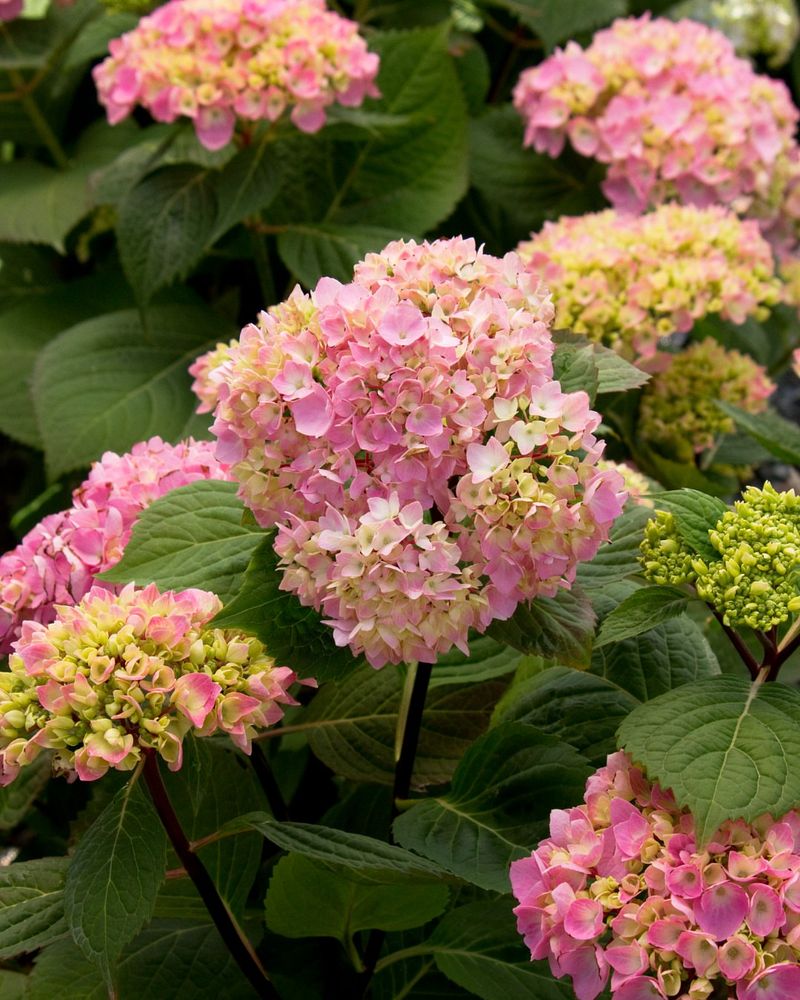 Avoid Over-Fertilizing