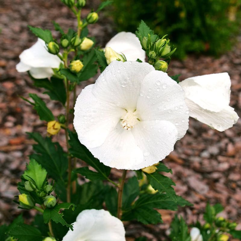 Paraplu Pure White Rose Of Sharon