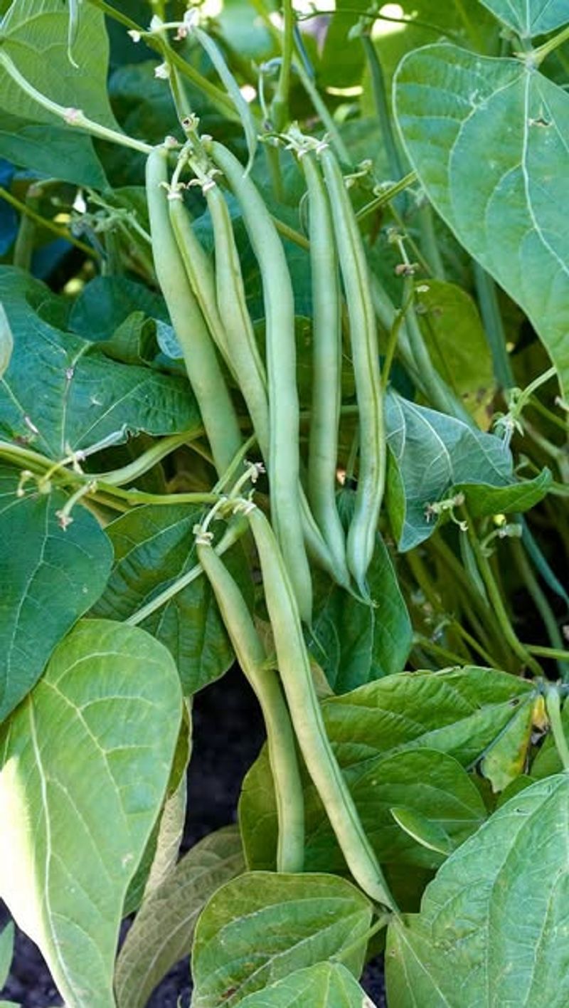 Pole Beans Can Overtake Tomato Plants In Tight Spaces