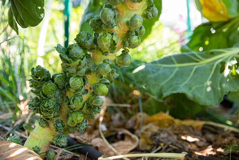 Brussels Sprouts Sprouting Tiny Bundles Of Goodness