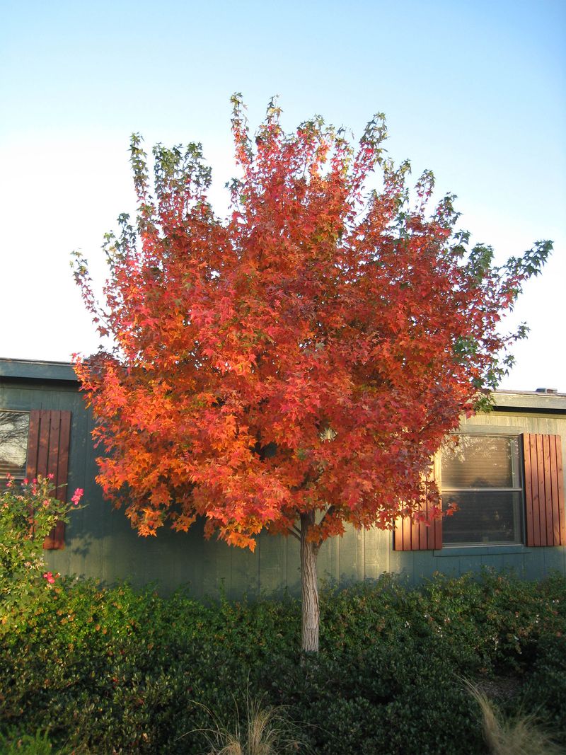 Shantung Maple (Acer truncatum)