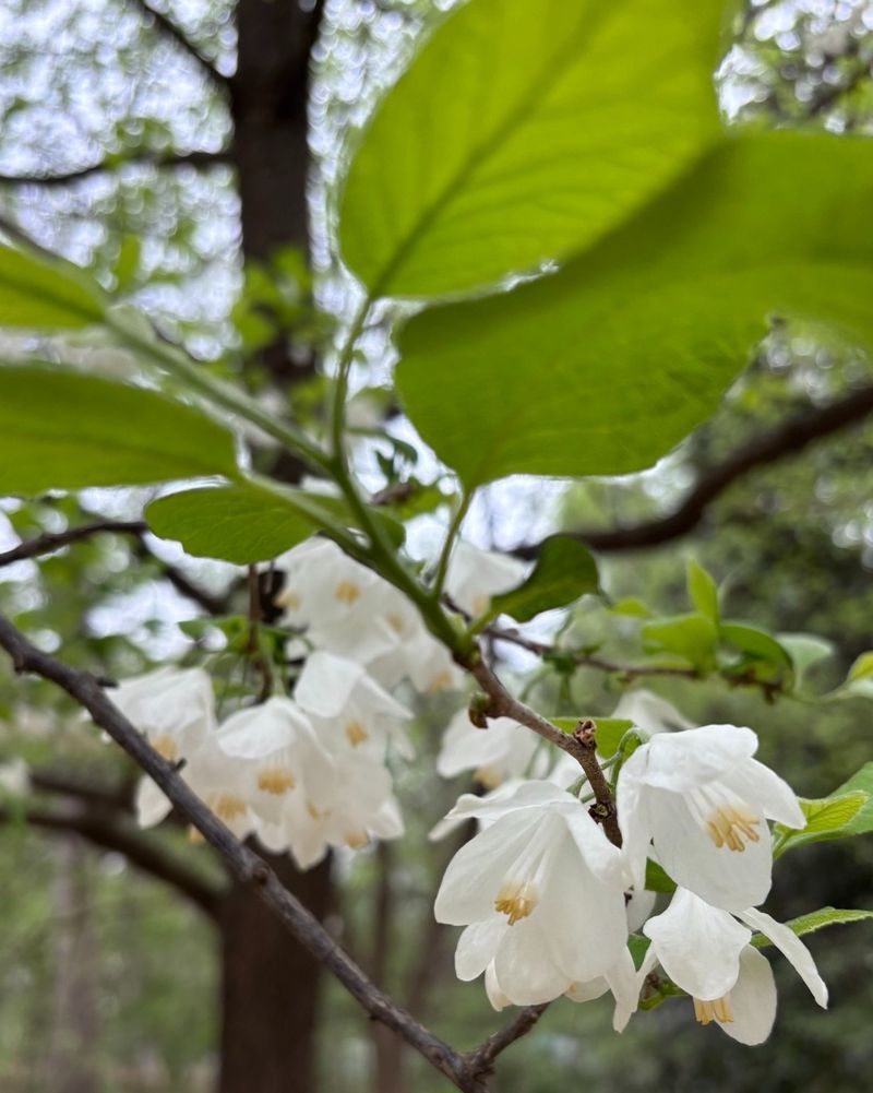 Carolina Silverbells Showcase Graceful Spring Flowers With Strength
