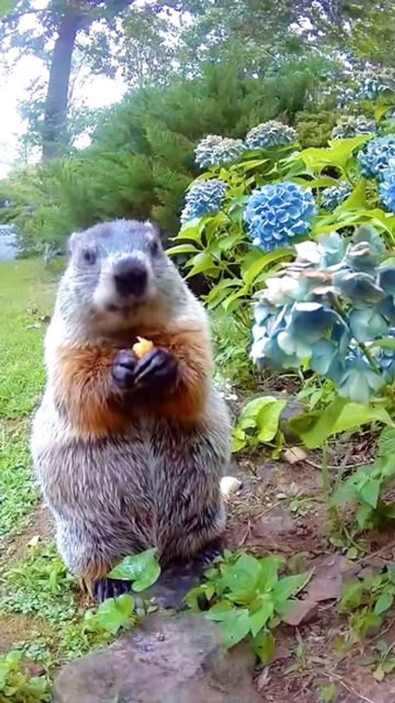 Limited Natural Food Sources In Urban Areas