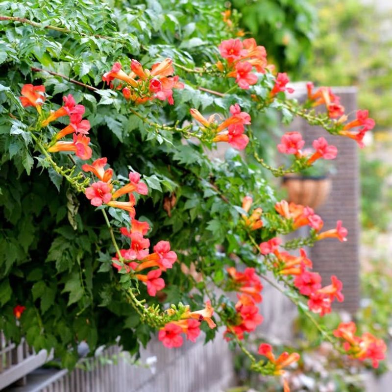 Trumpet Vine Rapidly Spreads Along Fences