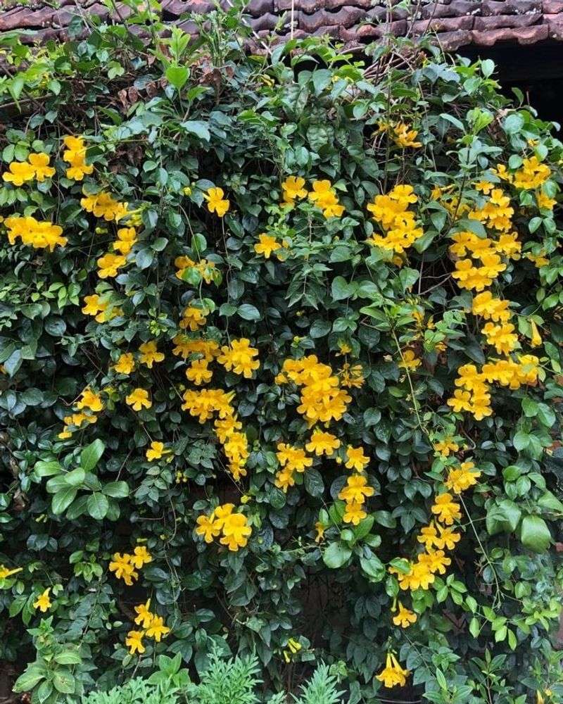 Cat's Claw Vine Adds Strong Support And Dense Foliage