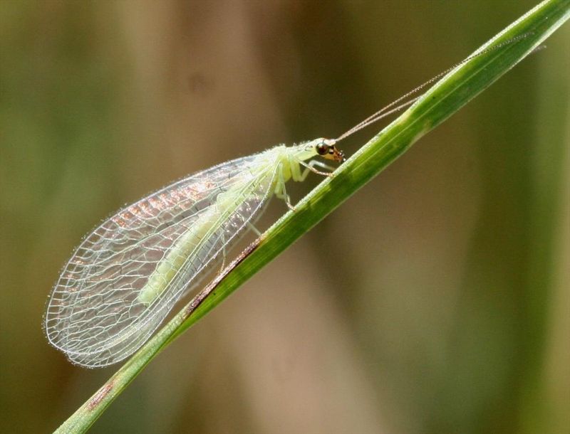 Green Lacewings Help Keep Aphids In Check