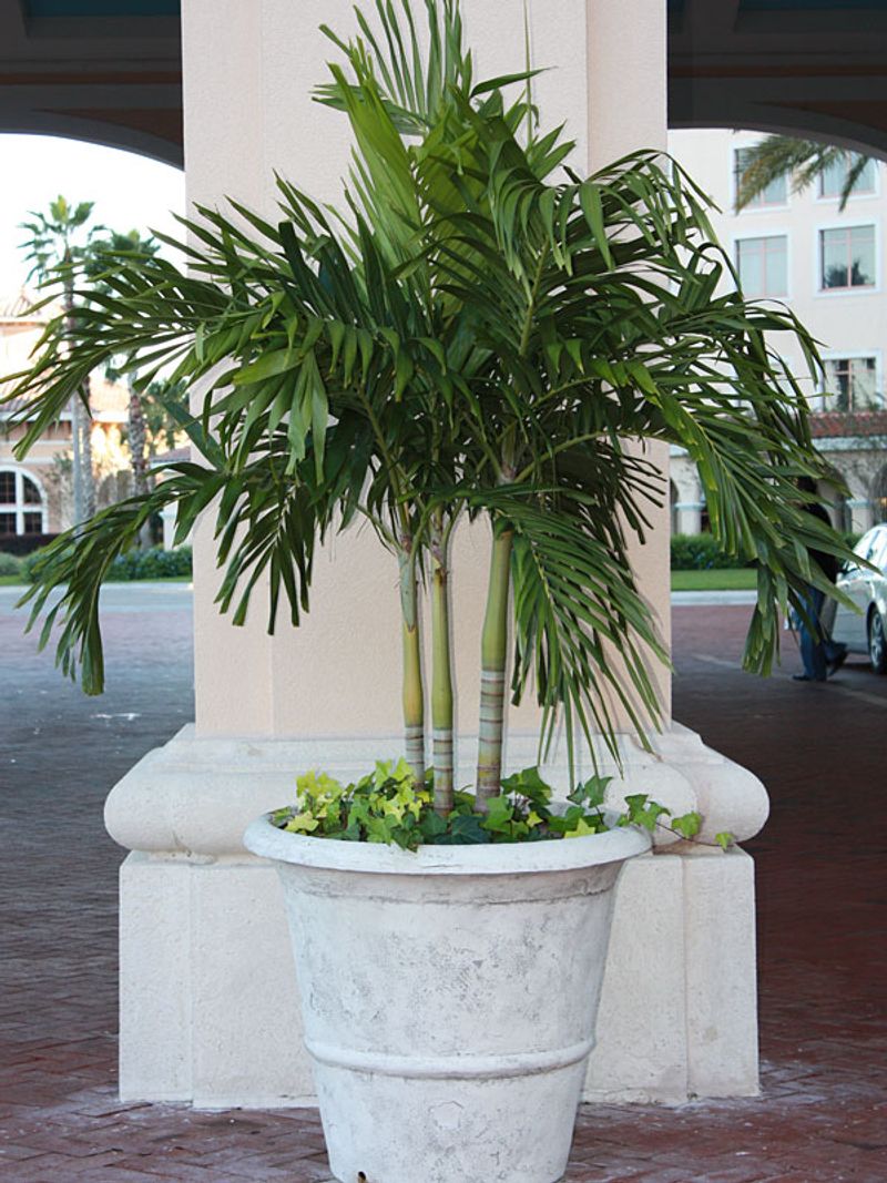 Christmas Palm Brings Classic Florida Style To Patio Containers