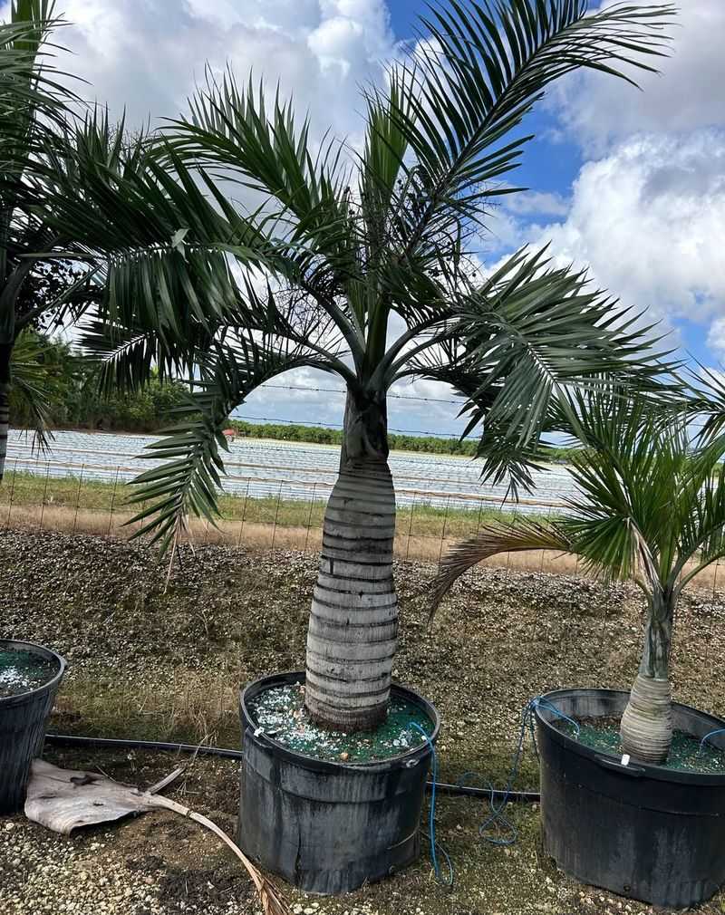 Bottle Palm With A Bold Sculptural Trunk