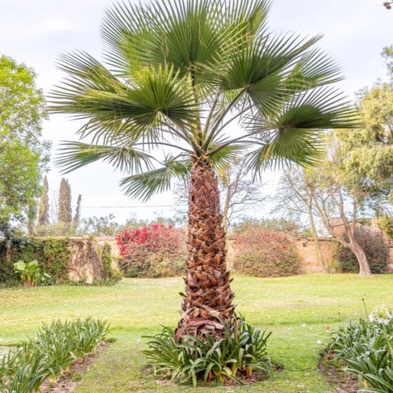 Chinese Fountain Palm Adds Fountain Like Fronds
