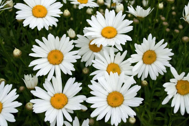Shasta Daisies For Bright Summer Color