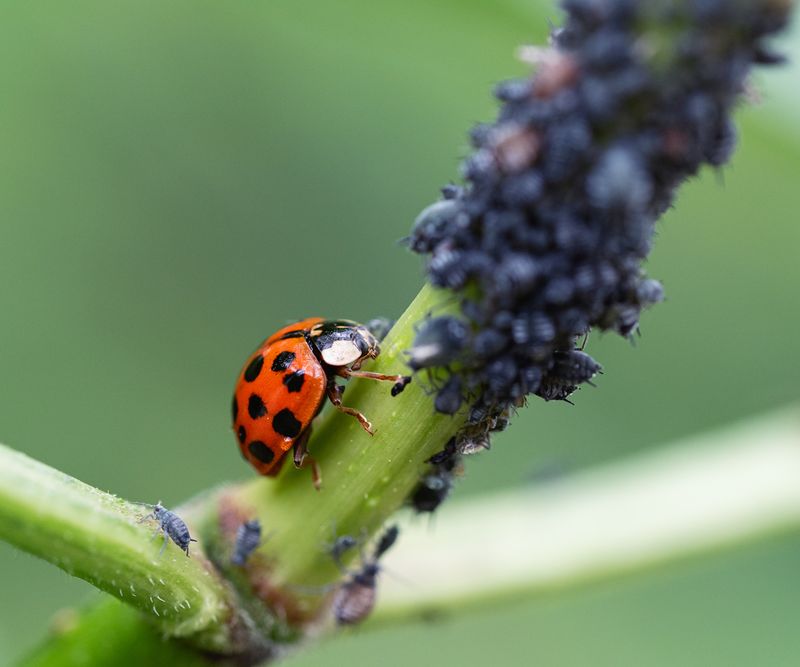 Why Pennsylvania Gardens Need More Beneficial Bugs Like Ladybugs