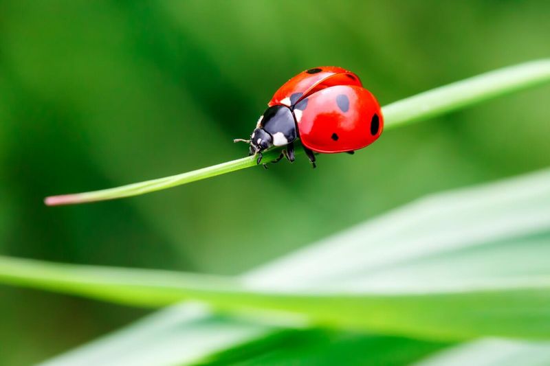 Why Ladybugs Are So Helpful To Gardeners