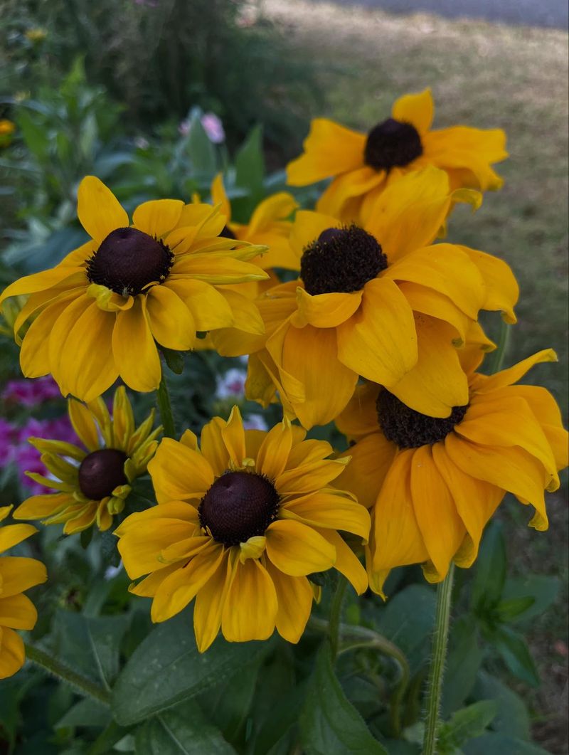 Black-Eyed Susan