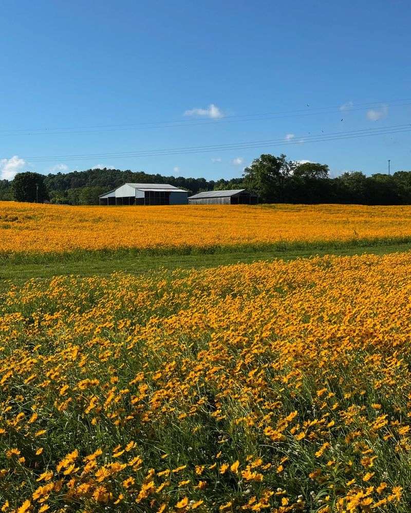 The Bright Yellow Flowers Bloom For Weeks