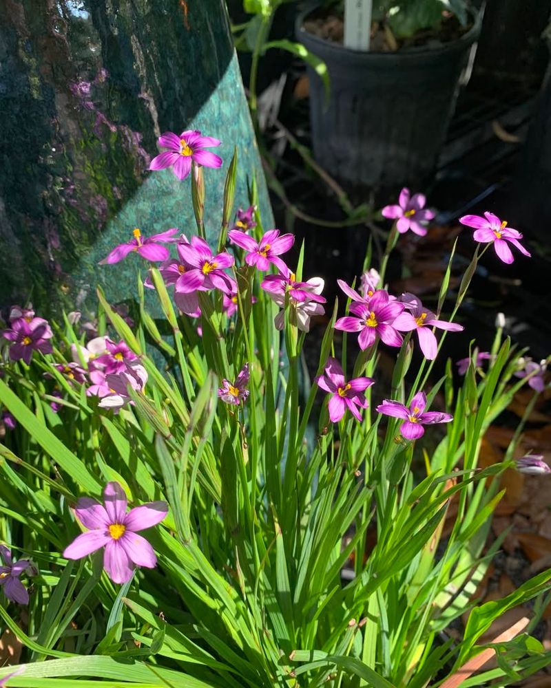 Blue-Eyed Grass Naturally Small And Grows Easily In Containers