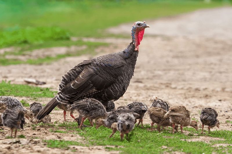 Young Turkeys Dispersing After Breeding Season
