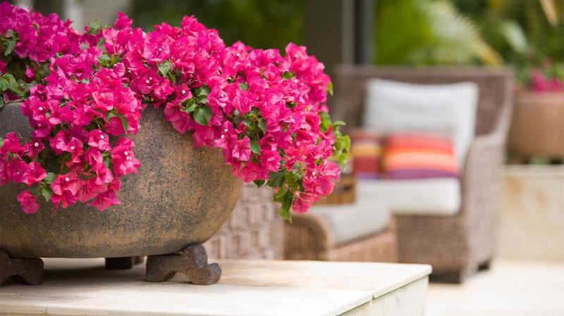 Bougainvillea 