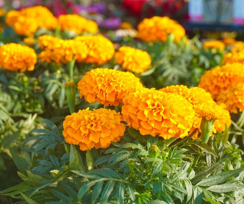 Marigolds Pop With Warm Orange And Yellow Hues