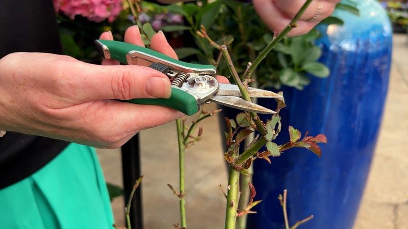 Roses Respond Well To Early Spring Pruning